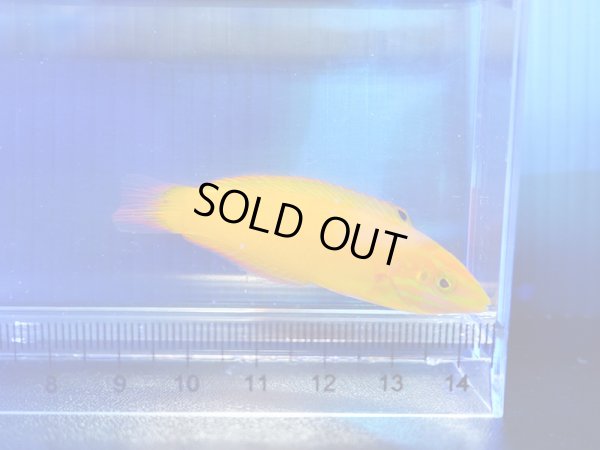 画像2: イエローコリス（コガネキュウセン）