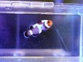ブラックダヴィンチオセラリス（Proaquatixブリード）01