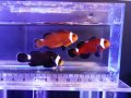 ブラックオセラリス（カミハタブリード）イレギュラーバンド