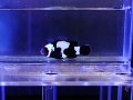 ブラックスノーフレークオセラリス（カミハタブリード）02