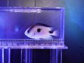 コラゾンダムセル（マダガスカル）