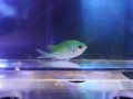 デバスズメダイ（沖縄）