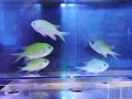【特価】デバスズメダイ（沖縄）5匹セット