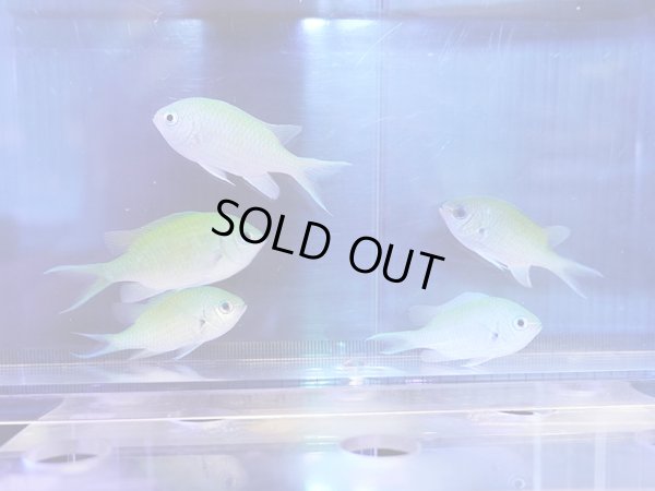 画像1: 【特価】デバスズメダイ（沖縄）5匹セット