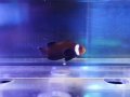 ドミノオセラリス（カミハタブリード）01