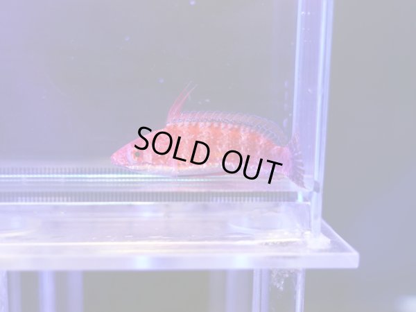 画像1: ファイティングラス