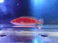ゴシキイトヒキベラメス01