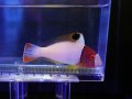イロブダイ幼魚