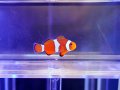 カクレクマノミ（カミハタブリード）