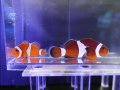 カクレクマノミ（セブ）ペア