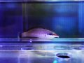 クギベラメスS