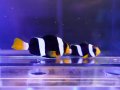 クマノミ（インド洋タイプ）ブラック