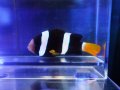 クマノミ（インド洋タイプ）ブラック