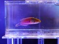 クロヘリイトヒキベラ