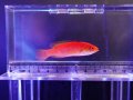ナハッキーズフェアリーラス（トンガ）メス