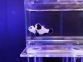 プラチナストームオセラリス（カミハタブリード）02