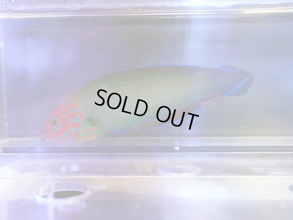 画像1: レッドヘッドラス