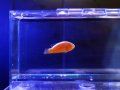セジロクマノミ