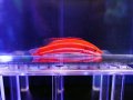 【2025夏レアSALE】シック・ストライプホグフィッシュ02