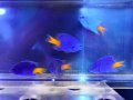 【特価】シリキルリスズメダイ5匹セット