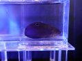 カノコベラ