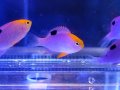 トールポッツダムセル