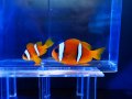 ツーバンドアネモネフィッシュ（紅海）ペア