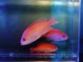 【特価】ケラマハナダイ3匹セット