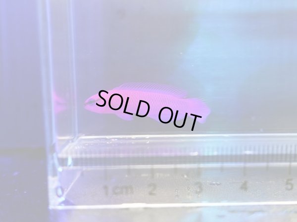 画像2: オーキッドドティーバック（カミハタブリード）