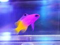 ロイヤルグラマ