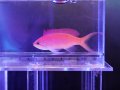 アカネハナゴイ