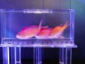 【特価】アカネハナゴイ3匹セット