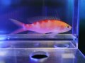 アサヒハナゴイ