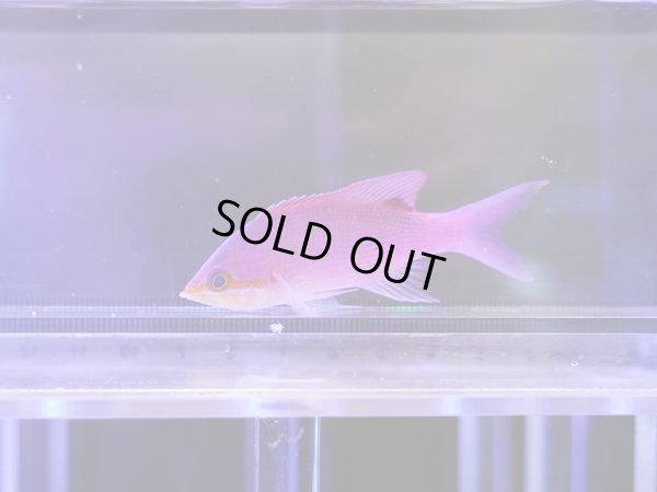 画像1: ハナゴイ