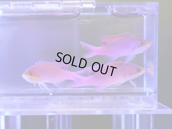 画像1: 【特価】ハナゴイ3匹セット