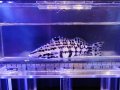 ハーレクインバス