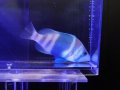 インディゴハムレット