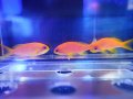 【特価】インドキンギョハナダイメス3匹セット