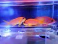 【特価】インドキンギョハナダイトリオ