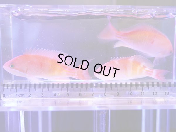 画像1: 【特価】カシワハナダイ3匹セット