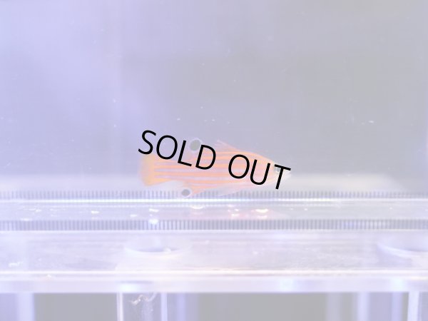 画像1: オレンジストライプバスレット02