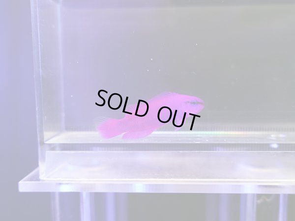 画像1: オーキッドドティーバック（カミハタブリード）