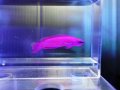 オーキッドドティーバック（カミハタブリード）