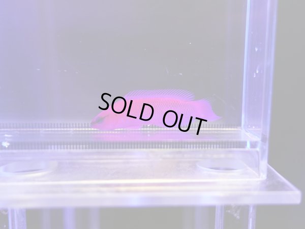 画像3: オーキッドドティーバック（カミハタブリード）