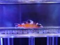 タバコバス