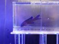 ツバメタナバタウオ