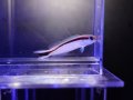 アカオビサンゴアマダイ