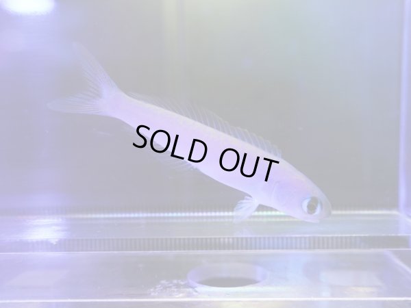 画像1: タマムシサンゴアマダイ