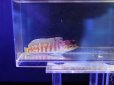 画像1: ゴールドスペックスジョーフィッシュ (1)