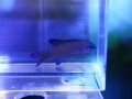 ツバメタナバタウオ